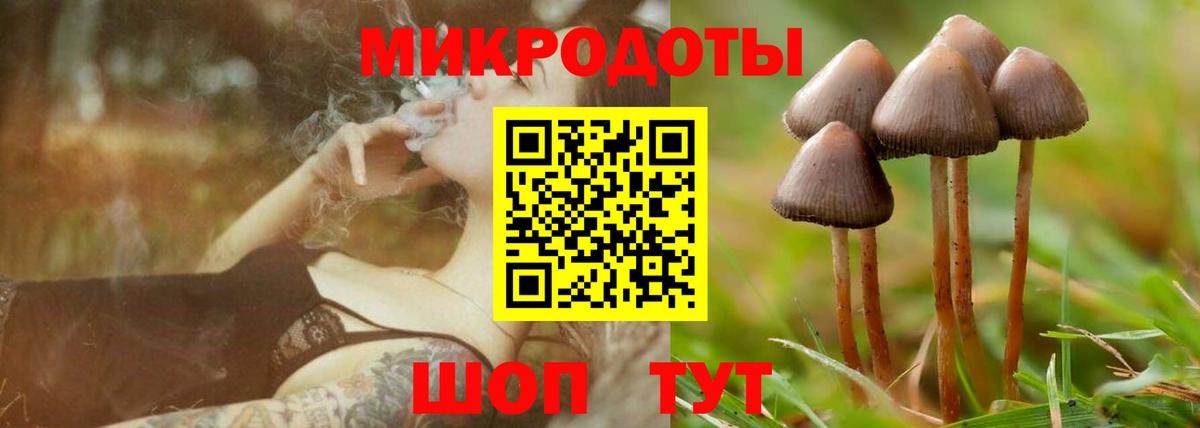 Псилоцибиновые грибы Psilocybine cubensis Апатиты